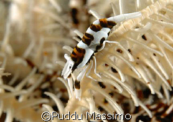 in cebu,moalbol,nikon d2x 60mm macro by Puddu Massimo 